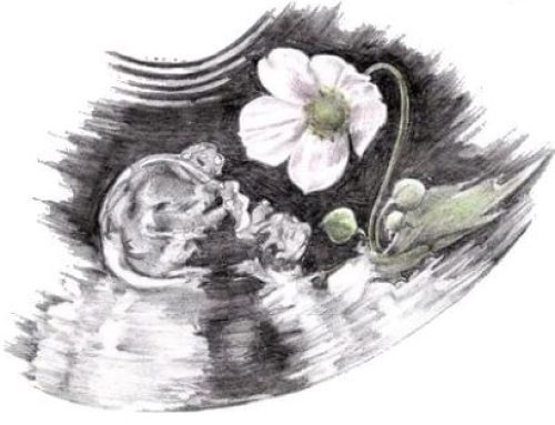 Ley de Aborto Libre: ¿Alguien le preguntó al embrión humano?